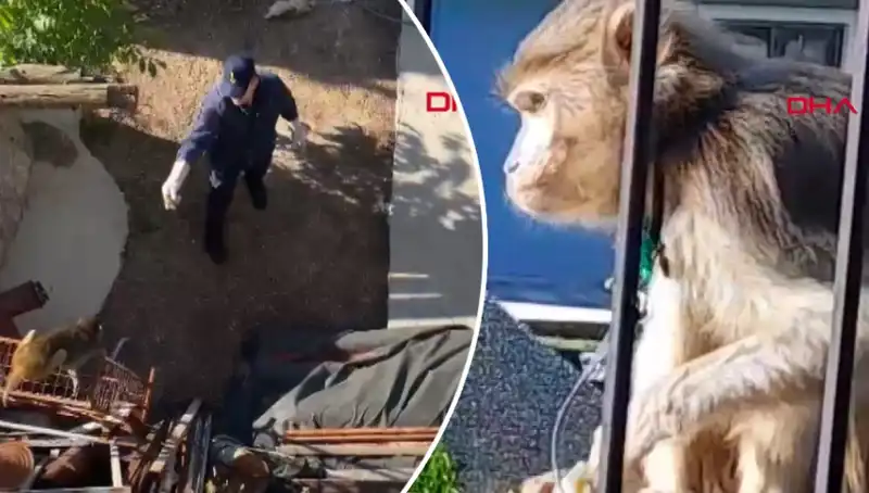 Muğla'da Şaşırtan Olay: Maymun Mahallede Panik Yarattı