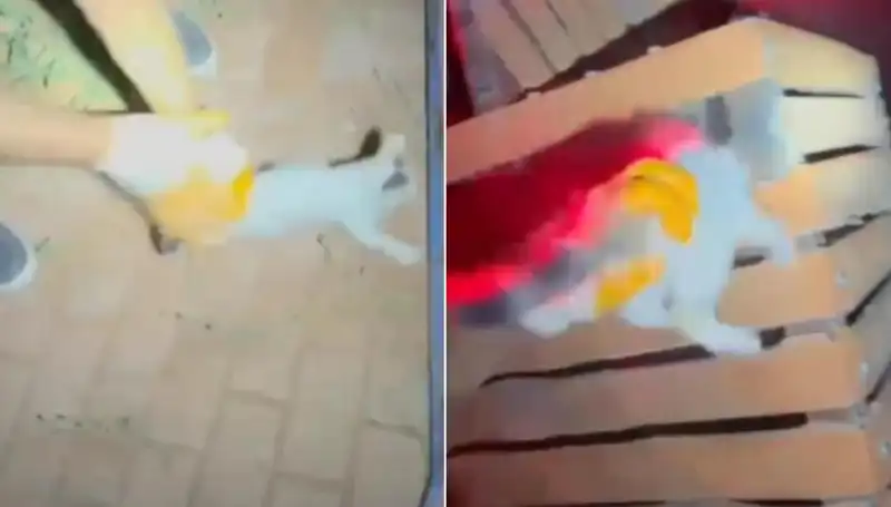 Gece Yarısı İtfaiye Ekibinin Felaketten Kurtardığı Sevimli Kedi
