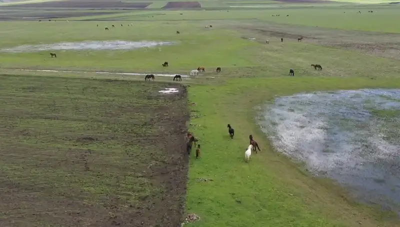 Kars'ın Doğasında Yılkı Atlarının Büyüleyici Görüntüleri