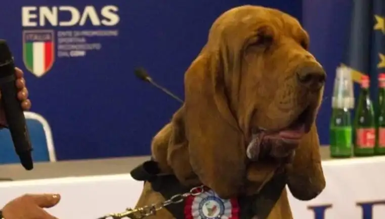 Arama Köpeğine Çivili Sosisle Suikast: Şok Edici Olayın Ayrıntıları!