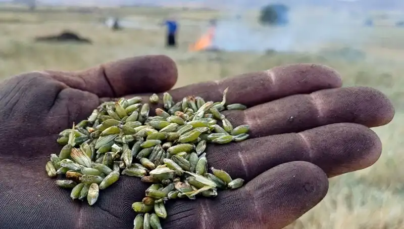 Firik Sezonu Başladı: Lezzet Dolu Yeni Tarifler ve Sağlık Faydaları