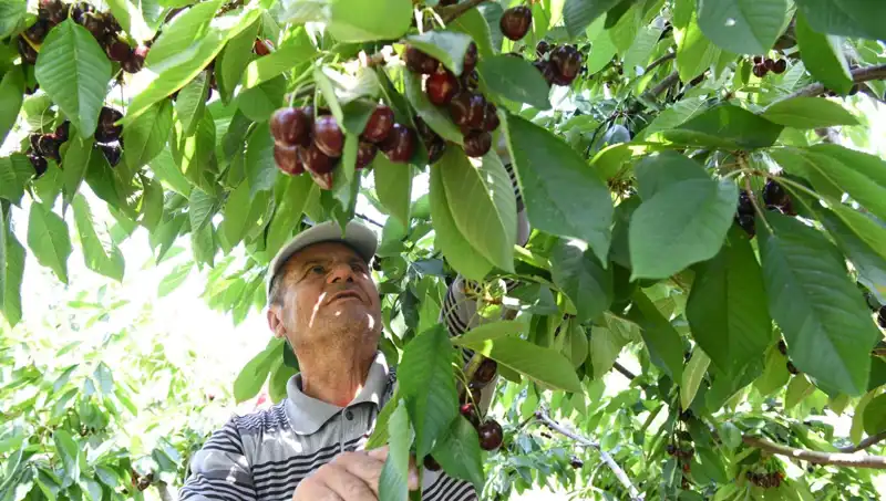 Lapseki Devi: Bu Dev Karpuz Çay Bardağına Sığmıyor!