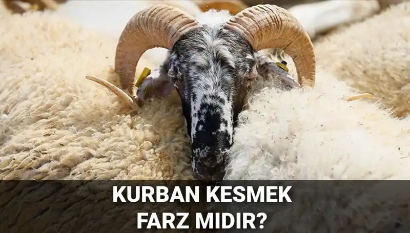 Kurban Kesme Hükmü ve Şartları: Diyanet'ten Detaylı Bilgi