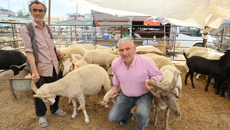 Dört Boynuzlu Koçlar Kurban Pazarında İlgi Odağı Oldu