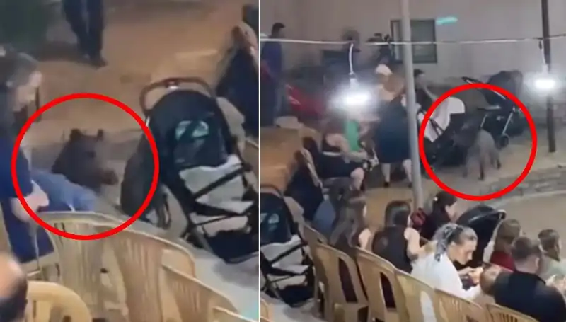 Düğünde Domuz Krizi! Gelin ve Damat Panik İçinde Kaçıştı