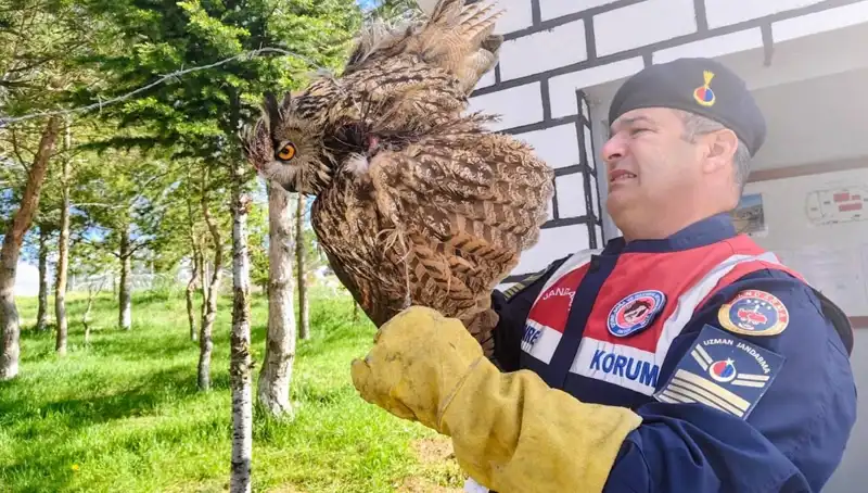 Dikenli Tellere Sıkışan Puhu, Veterinerler Tarafından Kurtarıldı