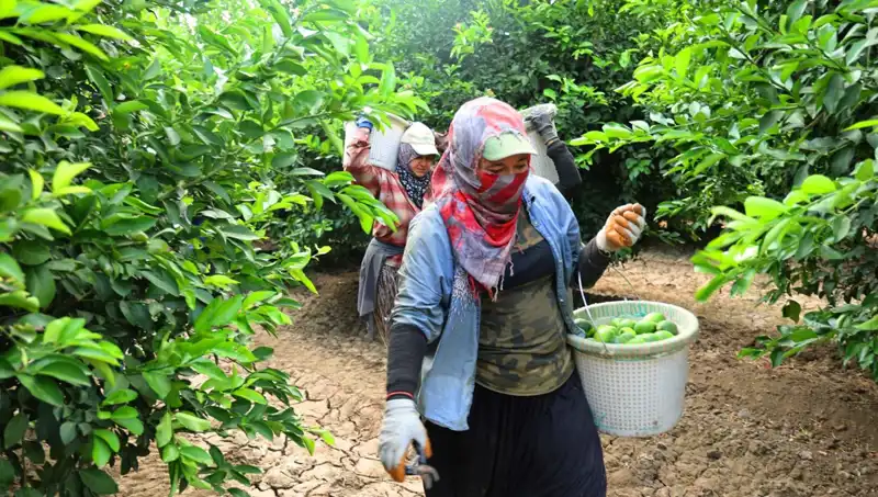 Marketlerde Patates Krizi: Fiyatların Düşmesi İçin Hasat Dönemi Geldi