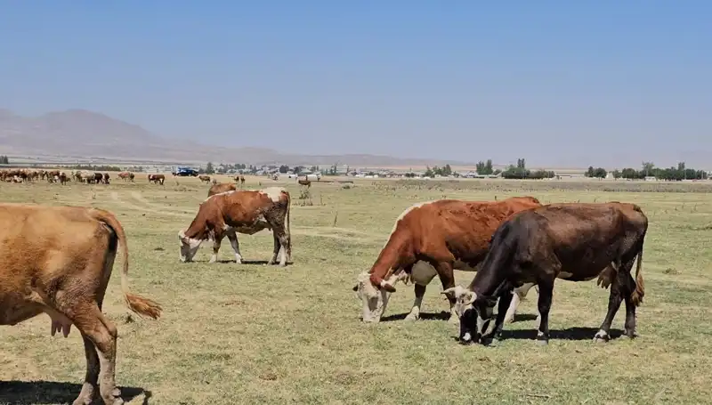 Arin Gölü'nde Su Krizi: Tarım ve Ekonomi Tehdit Altında