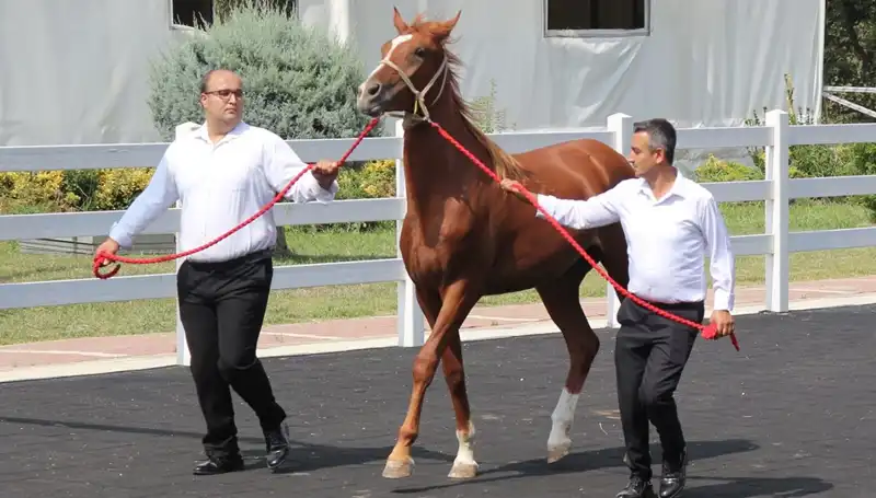 Taşkın Kral: Doğanın Gücüne Dikkat Çeken Rekor Performans