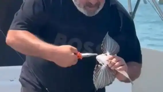 Saros'ta Nadir Görülen Kırlangıç Balığı Avlandı: Balıkçıların Şansı!