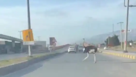 Hatay'da Beklenmedik Trafik Kazası: Deve Kuşları Yolda Gözüktü!