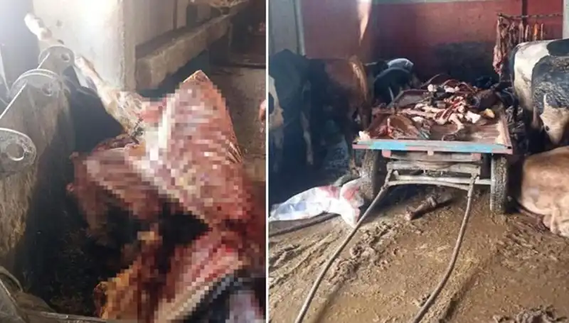 Adana'da İğrenç Skandal: 2,5 Ton At Eti Yakalandı, 4 At Son Anda Kurtarıldı