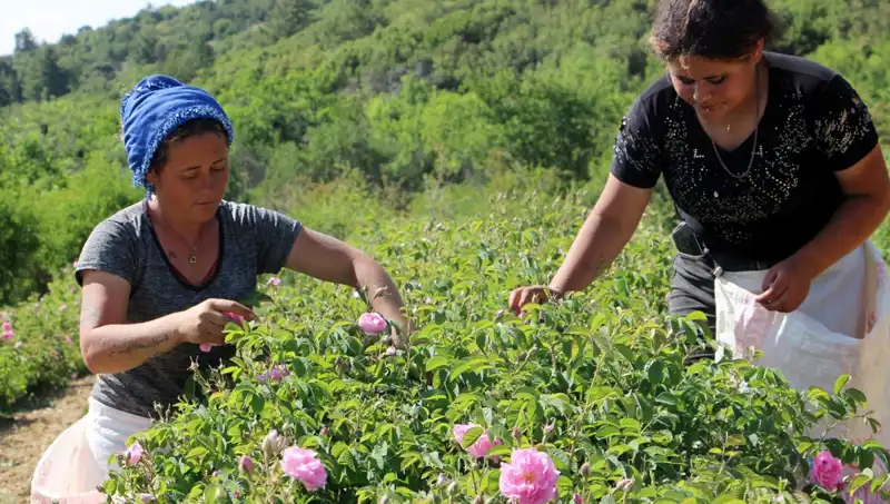 Zirai Don Kayıpları: Çiftçilerin Umutlarını Saran Olumsuz Hava Şartları