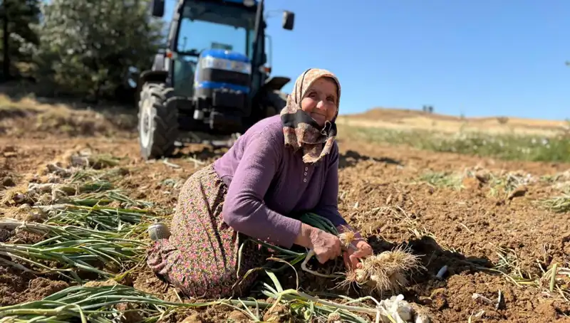 Selenyum Zengini Ürünün Hikayesi: Günlük 1200 Liraya Tarladan Nasıl Toplanıyor?