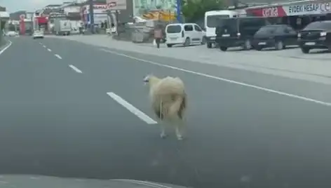 Yalova'da Kaçan Kurbanlık Hayvanlar Trafiği Karıştırdı, İlginç Anlar Yaşandı