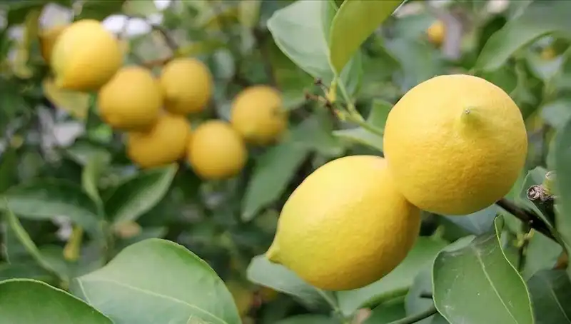 Limonun Fahiş Fiyatı: Adedi 24 Lira Olunca İsraf Da Başladı