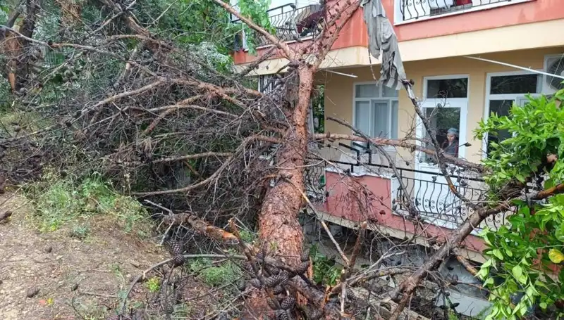 Yağmura Dayanamadı: Binanın Üzerine Devrilen Ağaç İçin Acil Müdahale