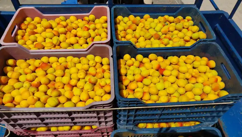 İlk Hasat Heyecanı: Ürünler 500 TL’den Alıcı Buldu!